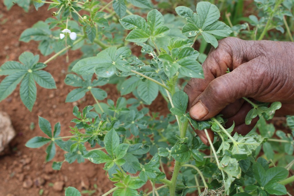 African scientists have launched a revolution in biodiversity genomics