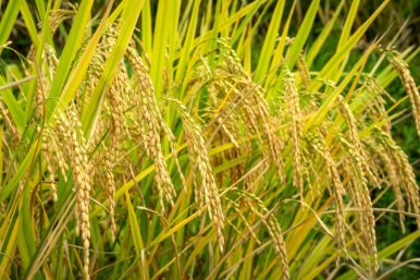 Photograph of golden rice heads growing in a field of light green plants.