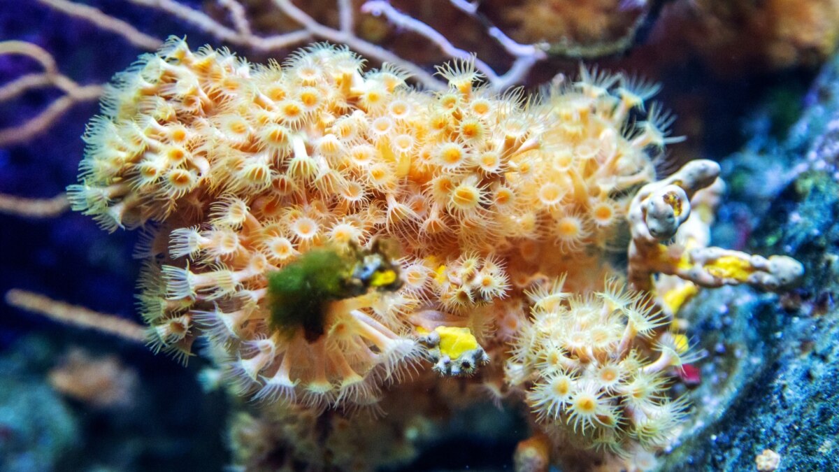 Scientists have discovered a compound in corals that has been shown to fight cancer