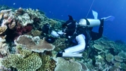 Quiz - Scientists have discovered a compound in corals to fight cancer