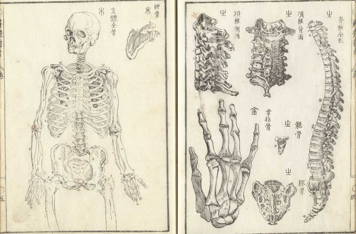 Drawing of human anatomy