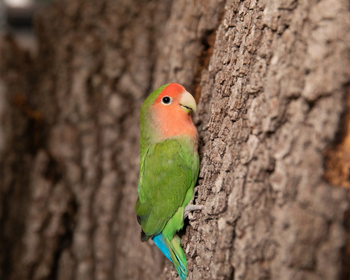 What has two legs and a climbing head?  Lovebirds with pink faces