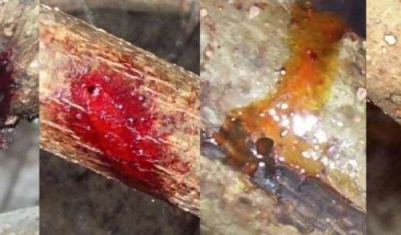 Scientists have identified a bug that starts the production of red propolis in Brazil